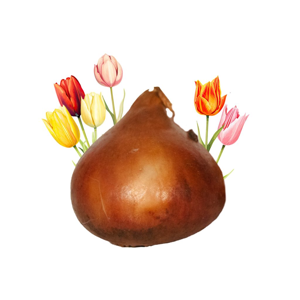 Tulpenbol Los