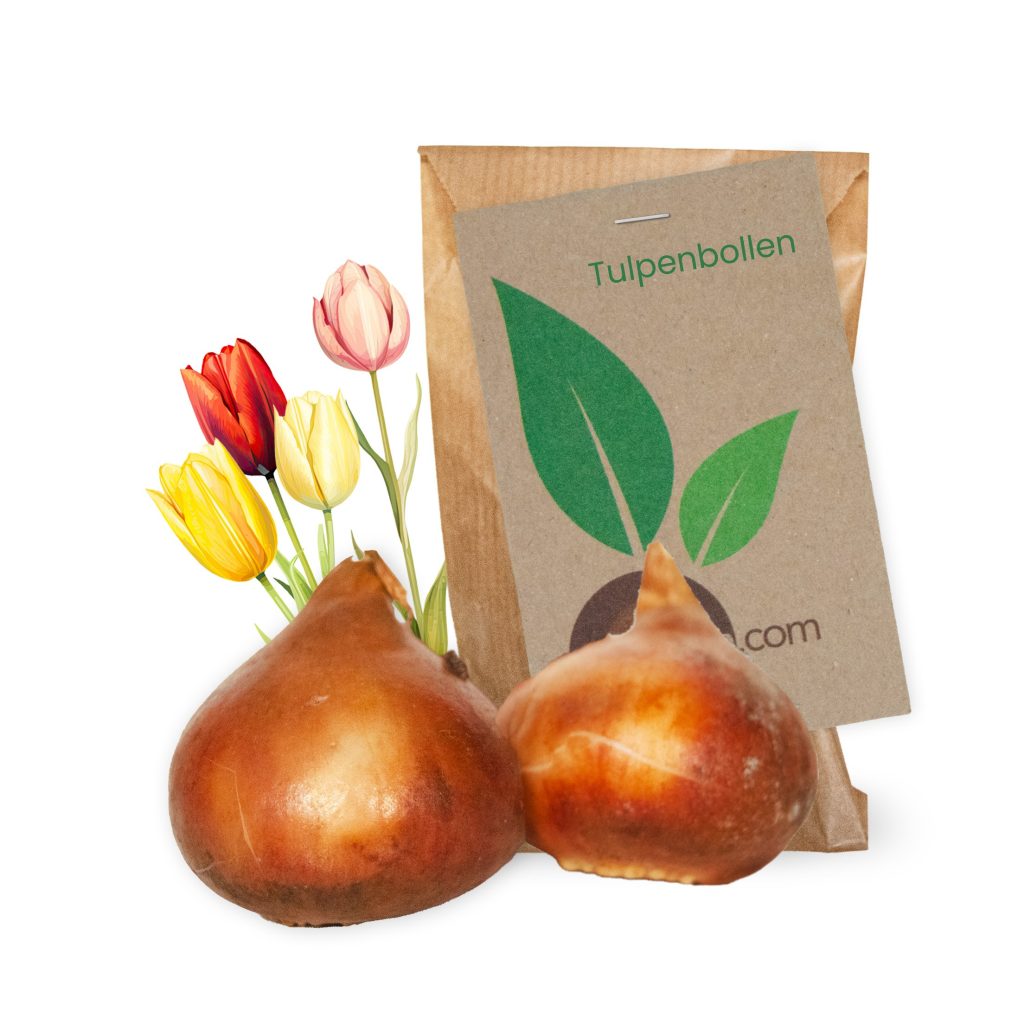 2 Tulpenbollen in zakje