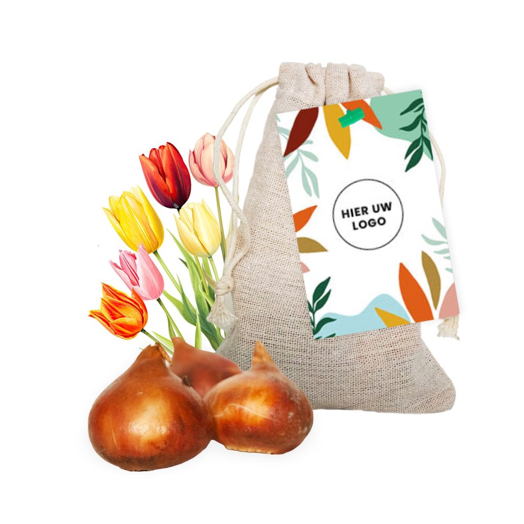 Tulpenbol in Jutte Zakje - Kleurrijk Kaartje