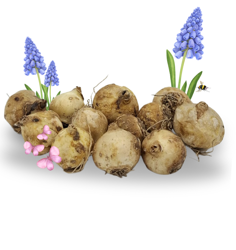 Lossse Bloembollen Muscari