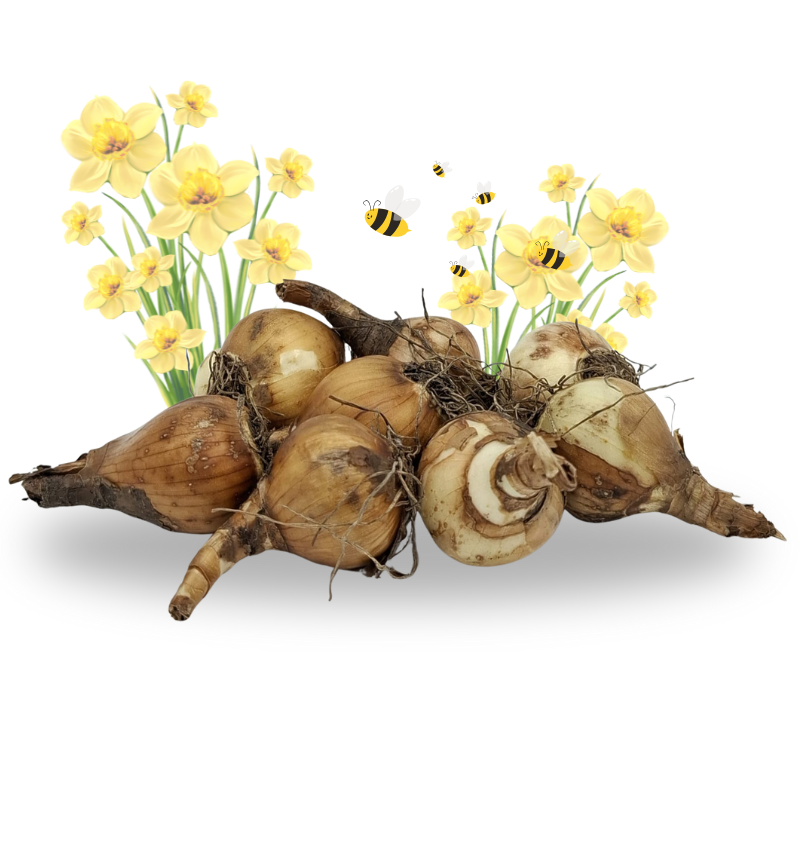 Losse Bloembollen Narcissen